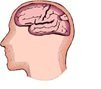 Test  Your  Brain