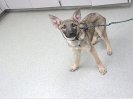 German Shepherd Mix